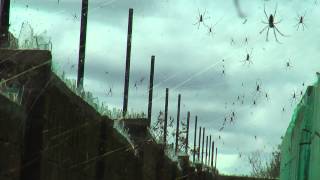 Scary spiders! (Nephila Madagascariensis spider)