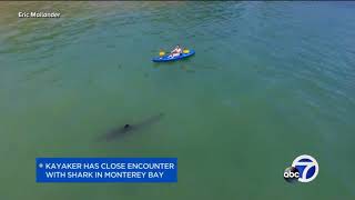 shark monterey bay