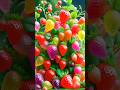 easy techniques for propagating and growing strawberry trees #plant #fruits