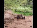 Tiger kills a stray dog in Ranthambore Tiger Reserve