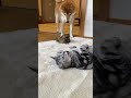 アメリカンショートヘアが仰向けで休んでいると、犬がヒキガエルをくわえてきて・・・ #funnycat #fyp