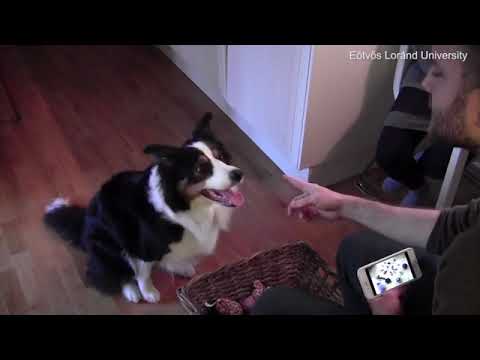 Scientists train Border Collie to learn and fetch specific toys