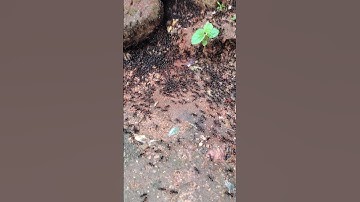 Ant🐜🐜 Unity is strength #shorts #funny #trending