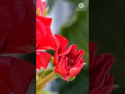 Video: Pelargonium, înflorind Ca Un Rege