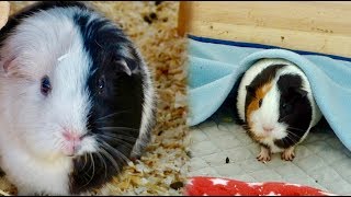 guinea pig bedding