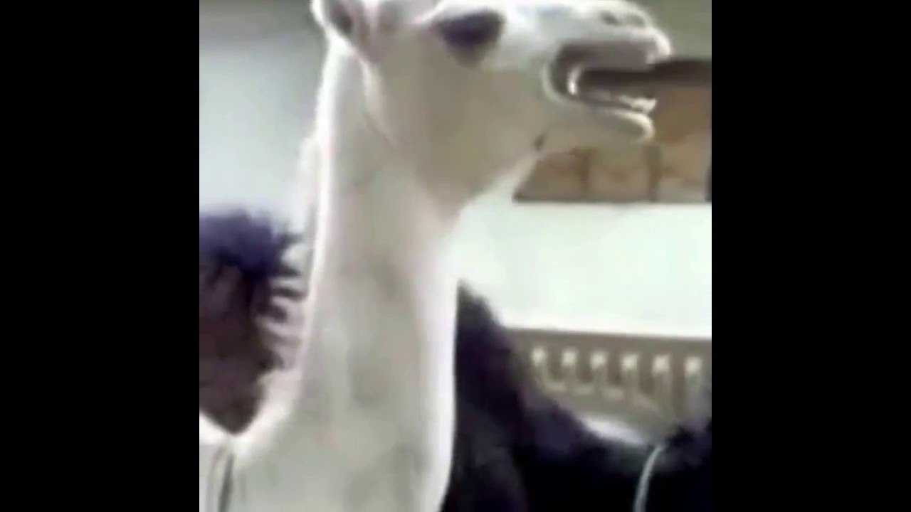 This camel sounds like Peter Griffin