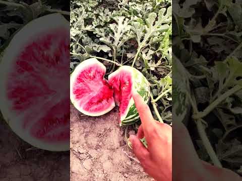 Видео: Барои чи ма Расия намерам!? #tiktok #арбуз #fruit #таджикистан #shortvideo