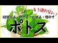 ポトスの植替え方法・増やし方・インテリアグリーンとしての飾り方・・・ポトスの全てを教えます＆オススメ5種類を紹介♪