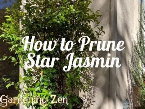 How to Prune Star Jasmin