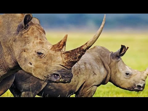 Siguen matando rinocerontes en &Aacute;frica