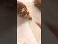Thomas crashes part 2