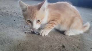 Angry Cat Eating Fish by Animals Love 128 views 5 years ago 2 minutes, 4 seconds
