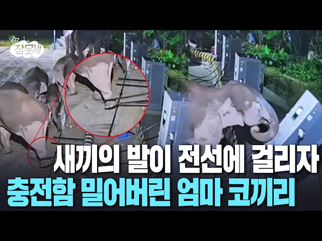새끼의 발이 전선에 걸리자…충전함 밀어버린 엄마 코끼리 [잠못세] / 연합뉴스TV(YonhapnewsTV)