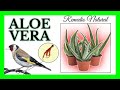 🌿ALOE VERA REMEDIO NATURAL PARA CURAR JILGUEROS, PARDILLOS, VERDERONES, VERDECILLOS, CANARIOS. 🐦🌿😉👌🏽