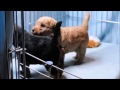 Lakeland Terrier puppies の動画、YouTube動画。