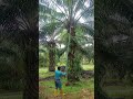 পামওয়েল কোম্পানিতে যারা বেশি টাকা ইনকাম করতে পারবেন #reels #video #viral #foryou