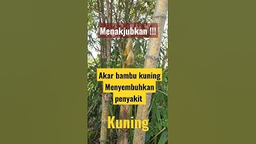 obat tradisional sakit kuning#herbal #shorts #indonesia