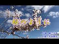 桜のように/木下あきら/青いりんご/cover