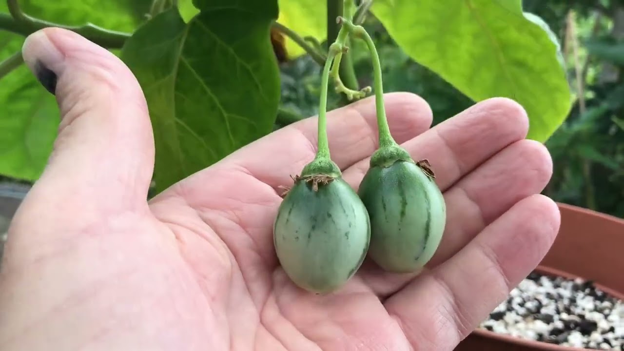 Tamarillo ( tree tomato ) fruit development progress in September. Still holding. 
