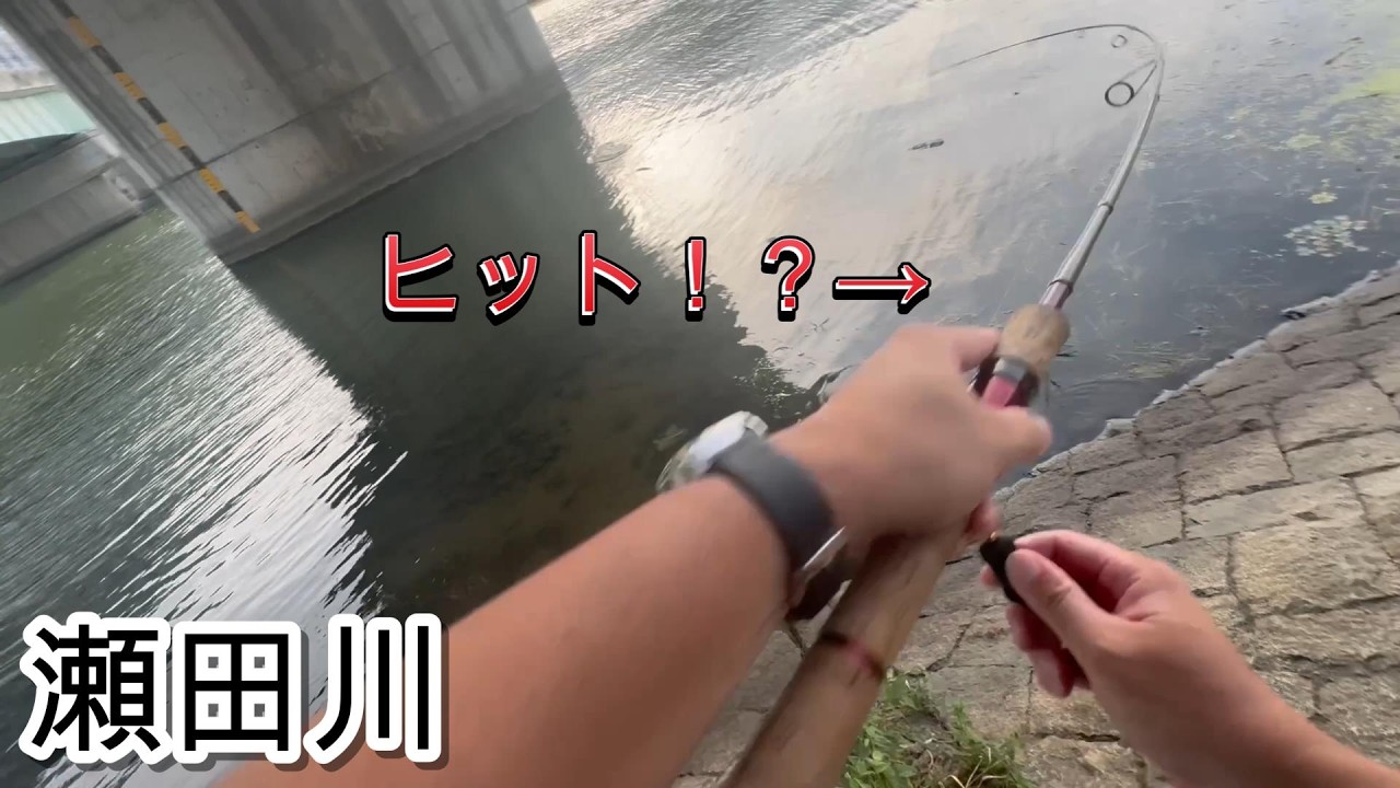 【バス釣り】夕方の瀬田川でバスを狙ってみると…? in琵琶湖南湖