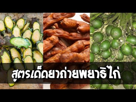 EP.10  สูตรเด็ดยาถ่ายพยาธิไก่ ได้ผลดี 100 %