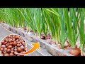 Growing Onions Without Soil, Good Tips Worth Learning | Cheap & Easy Ways