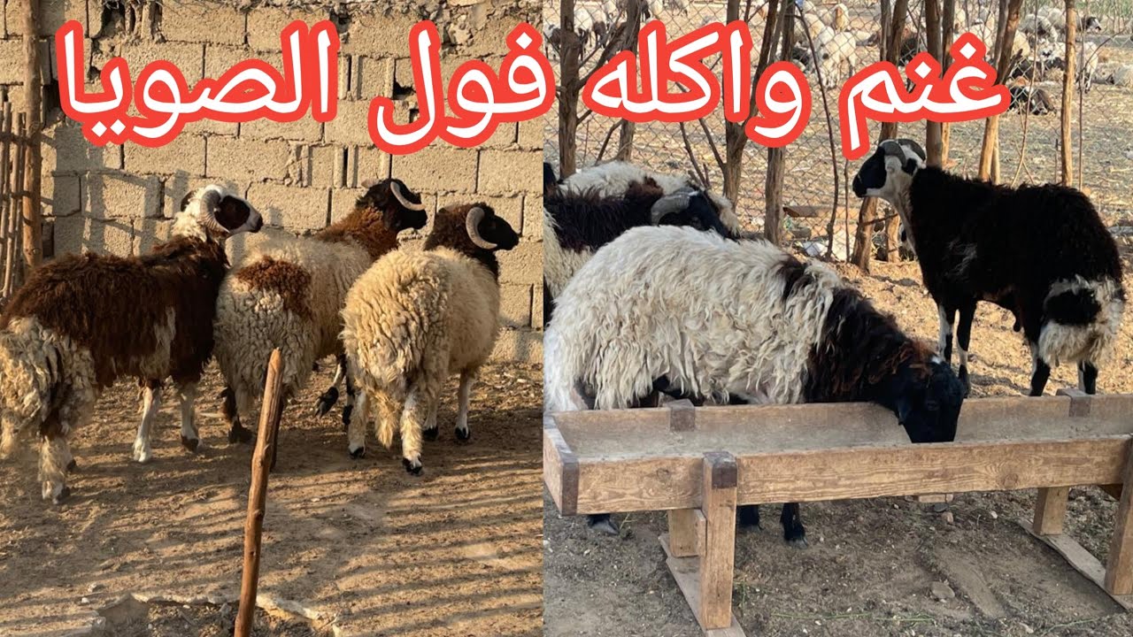 عندي تلت عروض غنم برقي وبلدي وطلايق برديسي 🐏👉