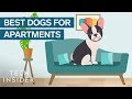 Best Dog Breeds For Apartment Living