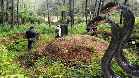 Tâm linh -Chỉ vì bắt đôi rắn TRONG NGÔI MỘ TỔ này mà 12 người trong họ ra đi?