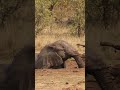 Elephant Enjoys a Spa Day #wildlife #nature #krugernationalpark #animals #amazing