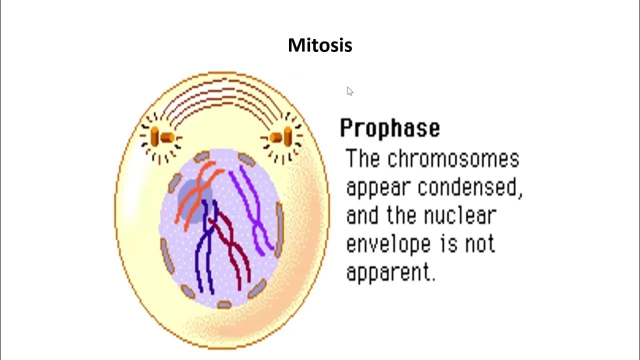 cell cycle YouTube