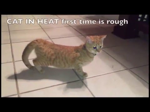 cats first time in heat