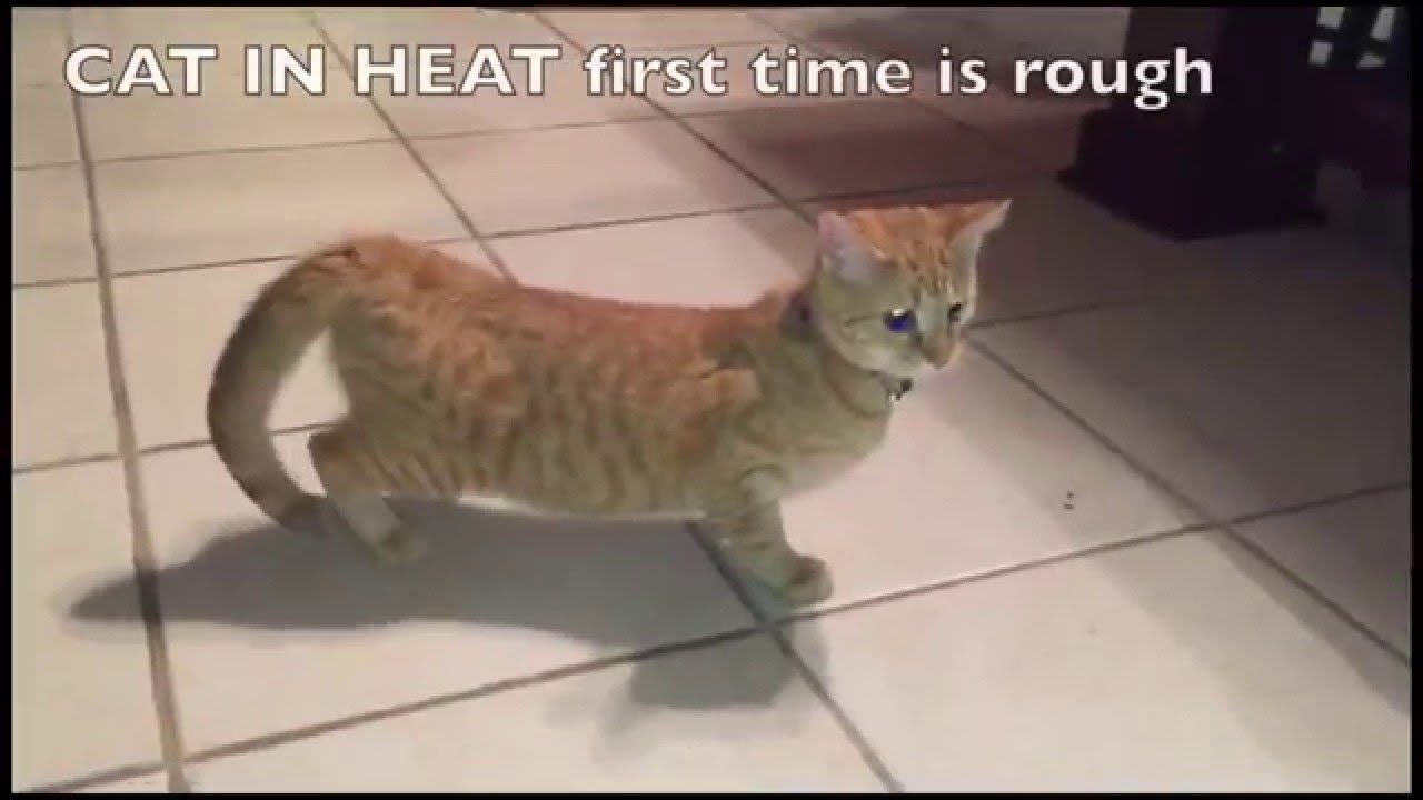 cats first time in heat