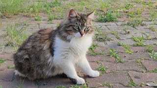 a very beautiful one   garden cats