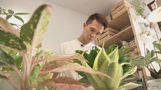 宅水耕 中苗用室內水耕蔬菜桶水培種菜箱操作範例 水培植物哪裡買 宅水耕 中苗用室內水耕蔬菜桶水培種菜箱操作範例 水培植物哪裡買