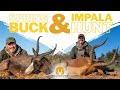 Doornrivier Safaris and Anthony Belmont hunt a Black Springbuck and an Old Impala in South Africa