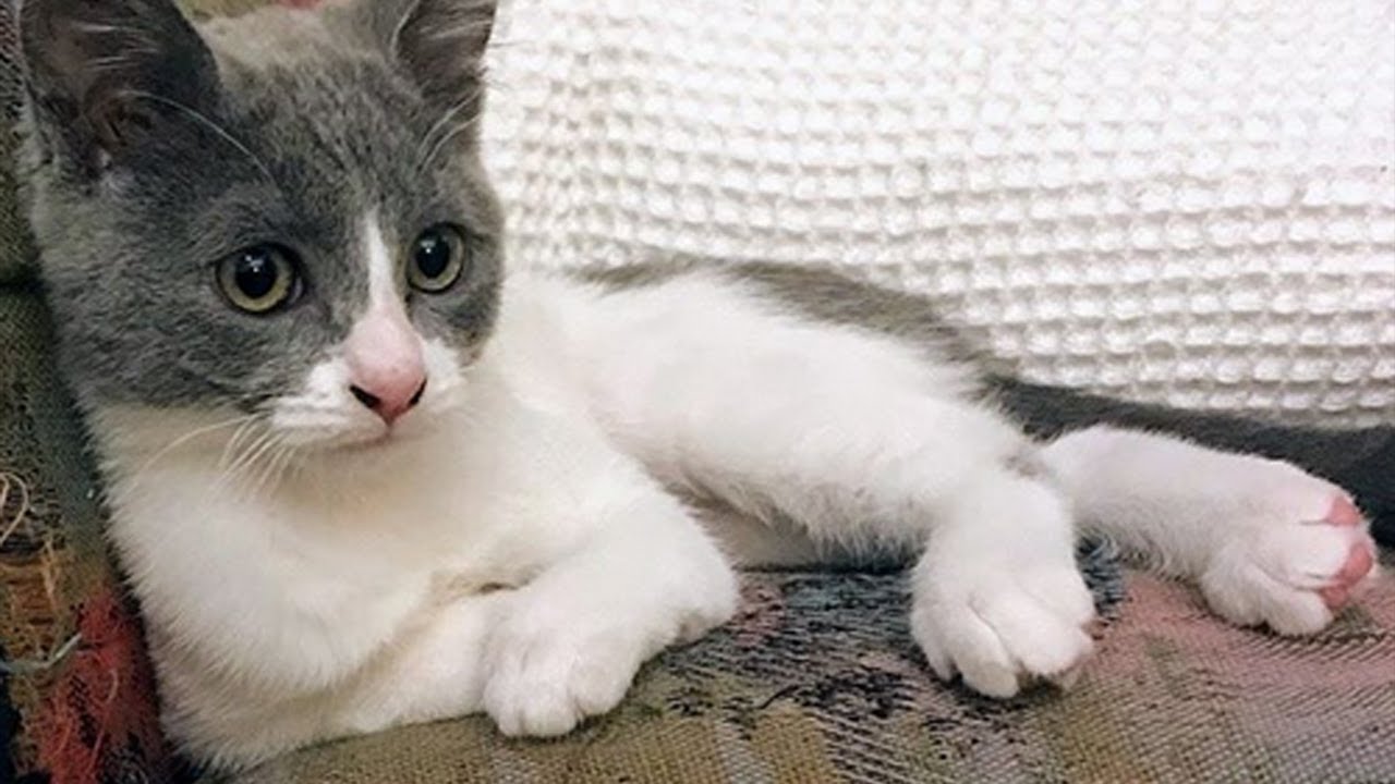Squitten Meet Ale’alani, The Radial Hypoplasia Kitten Who Is Proof Special Needs ...