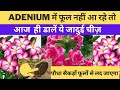 Adenium में फूल नहीं आ रहे हैं आज ही डालें ये चीज़ 10 दिन में ही पौधा सैकड़ों फूलों से लद जाएगा L G