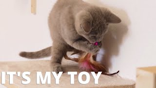 Kitten protecting his toy goes wrong by Willy and Tilda 105 views 3 years ago 3 minutes, 43 seconds