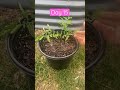 30-Day Update Planting Tomato in a container - with Salmon #shorts #foryou #gardening