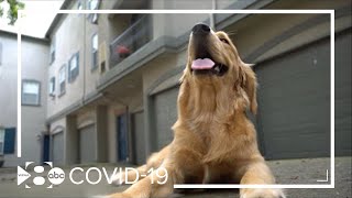 Veterinarian on how COVID-19 impacts your pets