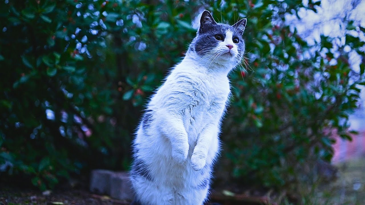 When Cats Sense a Threat 👀