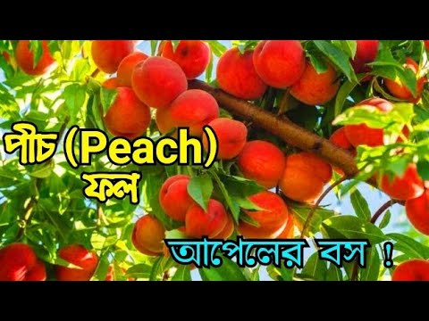 ভিডিও: বাড়ন্ত পীচ গাছ: কিভাবে একটি পীচ গাছ লাগানো যায়