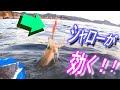 手探りエギング後編！磯の浅場はスロータイプで！！【アオリイカ】