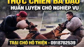 4️⃣ “Khai Mở Sức Mạnh Chó Nghiệp Vụ – Thực Chiến 100% Tại Hồ Thiện”0918782539