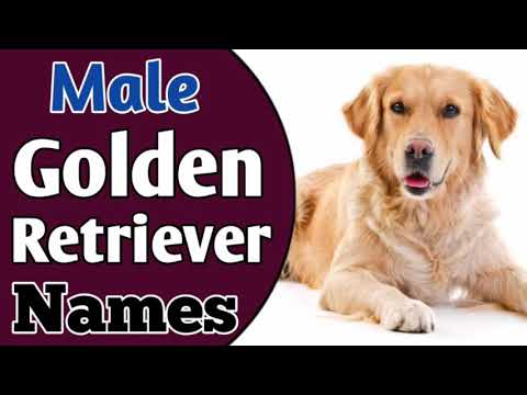 Best Male Golden Retriever Dog Names Idea 2021 You Will Love Best Namology Youtube