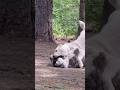 Alabai Dogs are exercising #centralasianshepherd