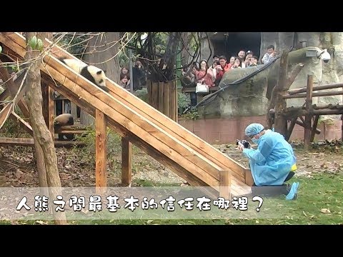 《熊貓早晚安》人熊之間最基本的信任在哪裡？| iPanda