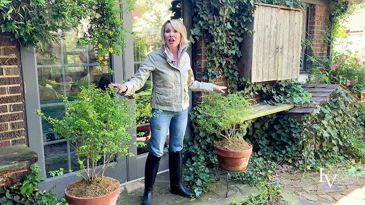 Perfect Plant for Hot Sunny Spots // Linda Vater