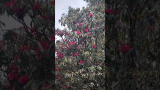 tinjure dada new year 2083/01/01 travel